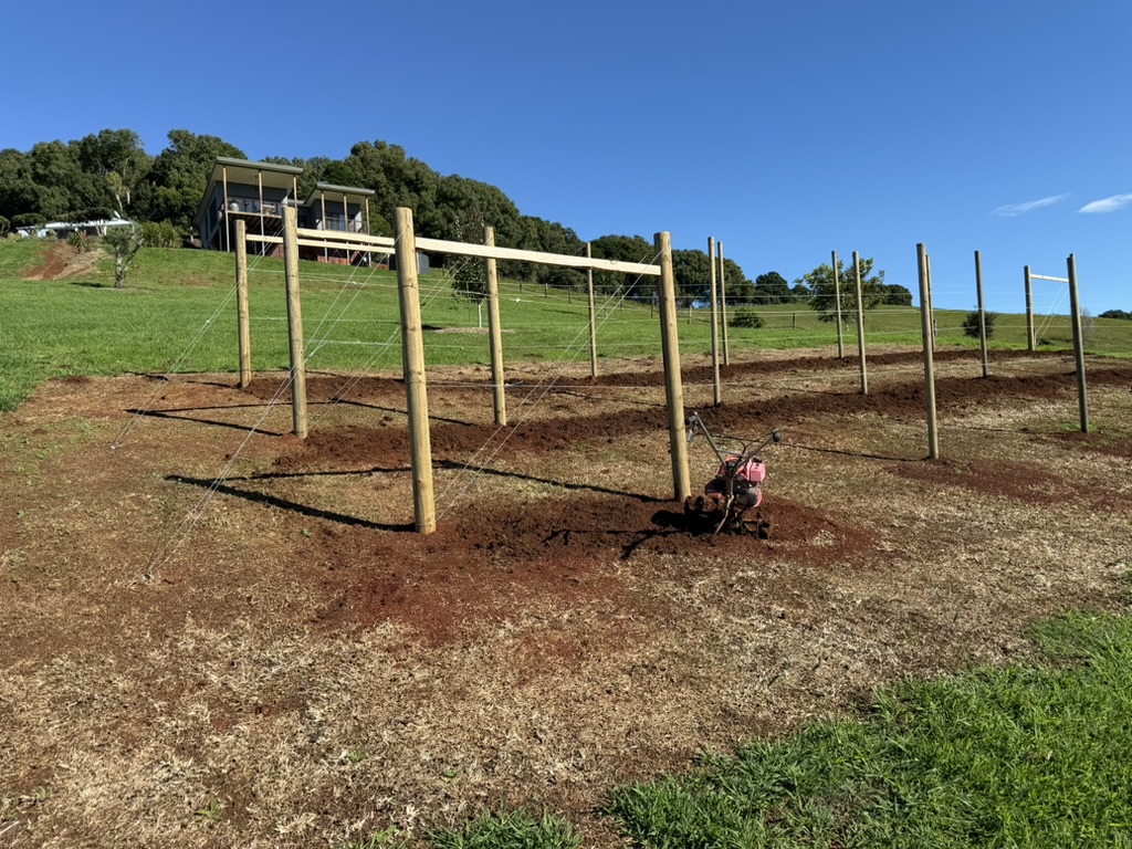 Future Vineyard